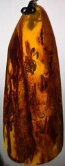 Vintage Brown Natural Amber Pendant from Latvia