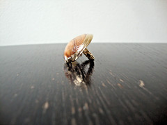 VTG HANDMADE NATURAL LACQUERED SEASHELL GOLD PLATED HINGED DRESS/SCARF CLIP