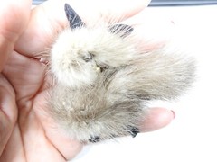 1950’s Real Mink Fur Cat Brooch Vintage