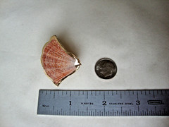 VTG HANDMADE NATURAL LACQUERED SEASHELL GOLD PLATED HINGED DRESS/SCARF CLIP