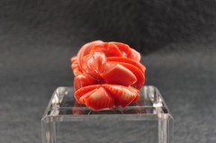 Red Coral OBIDOME carved “Rose” and Certificate ( 56mm ( 2.20in) total 121.5ct).