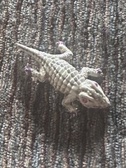 Vintage Textured Metallic Miniature Alligator Brooch with Purple Claw Accents