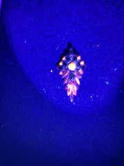 MCM Rhinestone Amber Orange Root beer Brooch Glows 2.5 In