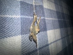 Nettie Rosenstein Vintage Gold-Tone Flying Bird and Rose Floral Brooch Set