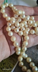 Vtg Cultured Natural Ivory Pearl Individualy Knotted Opera Lenth Pearl Necklace