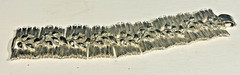 LISNER 7″ Silver Tone SEGMENTED Link BRACELET Brushed & Polished Leaf Vine BARK