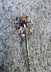 10K Rose Gold Antique Spider Stick Pin Sapphires Ruby Moonstone Victorian Rare!!