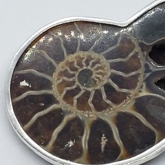 Vintage Large Ammolite Opalized Ammonite Mollusk Fossil Sterling Silver PENDANT