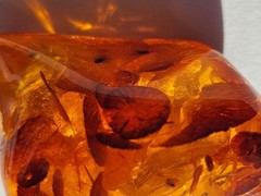 Amber. Thick. Many fossil inclusions. Latvia. Pendant on gold tone chain.