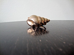 VTG 1970s SCALLOPED CONCH SHELL GOLD TONE HINGED W/SAFETY CATCH DRESS/SCARF CLIP
