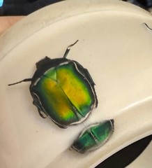 HUGE Kolos Designs Egyptian Revival Resin Lucite REAL Beetle Bug Estate Bracelet