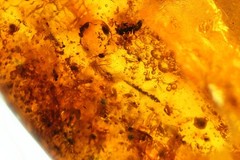 VINTAGE/ ANTIQUE GENUINE BALTIC AMBER BROOCH WITH FOSSIL INSECTS 19.5g