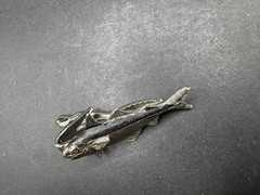 Vintage JOLLE Signed Trout Fish Tie Bar Clip Silver Tone 45mm
