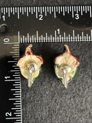 VTG 1940s Mid-Century Ceramic Acorn Screw-Back Earrings