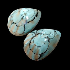 Chunky Ocean Blue Boho Coastal Sea Shells Statement Everyday Earrings 1.25″