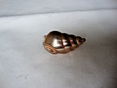 VTG 1970s SCALLOPED CONCH SHELL GOLD TONE HINGED W/SAFETY CATCH DRESS/SCARF CLIP
