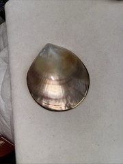Vintage Shell Gold Trimmed Large Scarf Clip 3.5 Inches NICE