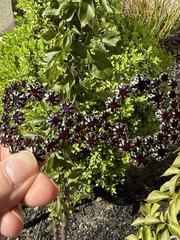 Antique Faceted Glass Or Garnet Gemstones Huge Broken Bow Brooch Pin READ