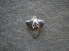 Genuine Black Shark Tooth Fossil Vintage Silvertone Mount Charm Pendant