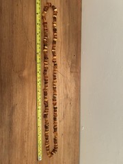 Vintage Baltic Honey Amber Polished Graduated Oval Bead Necklace 17 Inches Long