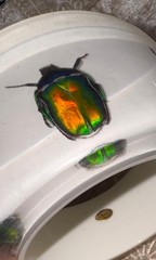 HUGE Kolos Designs Egyptian Revival Resin Lucite REAL Beetle Bug Estate Bracelet