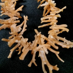 Vintage Kauai Pink Coral Branch Twist Necklace 12in Handmade Hawaii Authentic