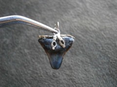 Genuine Black Shark Tooth Fossil Vintage Silvertone Mount Charm Pendant