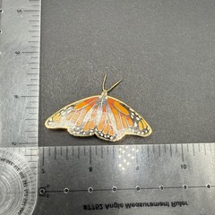 Monarch Butterfly Brooch Pin J40