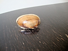 VTG HANDMADE NATURAL LACQUERED SEASHELL GOLD PLATED HINGED DRESS/SCARF CLIP
