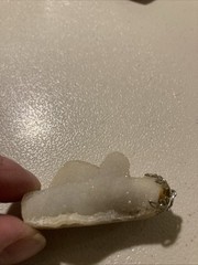 Antique white Coral Pendant Agatized Sparkle 20 Million Years Old