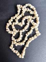 Antique Tasmanian Tronchus Shell Cream Iridescent Strand 30″