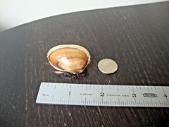 VTG HANDMADE NATURAL LACQUERED SEASHELL GOLD PLATED HINGED DRESS/SCARF CLIP