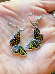 Butterfly Genuine Baltic Amber Earrings Vintage Egg Yolk Butterscotch Polish 老琥珀