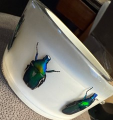 HUGE Kolos Designs Egyptian Revival Resin Lucite REAL Beetle Bug Estate Bracelet