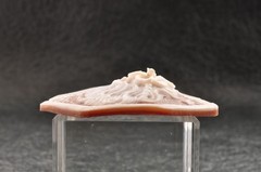 Vintage shell cameo “Girl with a flower hair ornament”, (65.0ct) sign by artist.
