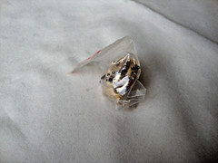 VTG 1970s SPIRAL SEASHELL GOLD TONE HINGED W/SAFETY CATCH DRESS/SCARF CLIP