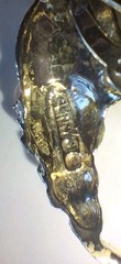 Signed Silver Toned Vintage French Poodle Dog Red Rhinestone Eyes Brooch Pin 2″