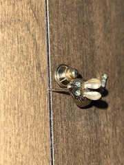 Vintage Avon Animal Pins-Lot of 3