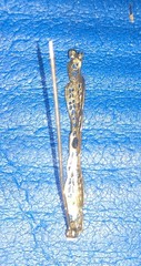 Edwardian 10k White Gold &:Sapphire Flower Bar Brooch Pin Make Offer