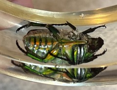 Clear Vtg Beetle Bracelet Translucent Resin, Med 1960s, NOS (#4)